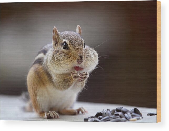 Chipmunk Wood Print featuring the photograph Stuffed Chipmunk by Peggy Collins