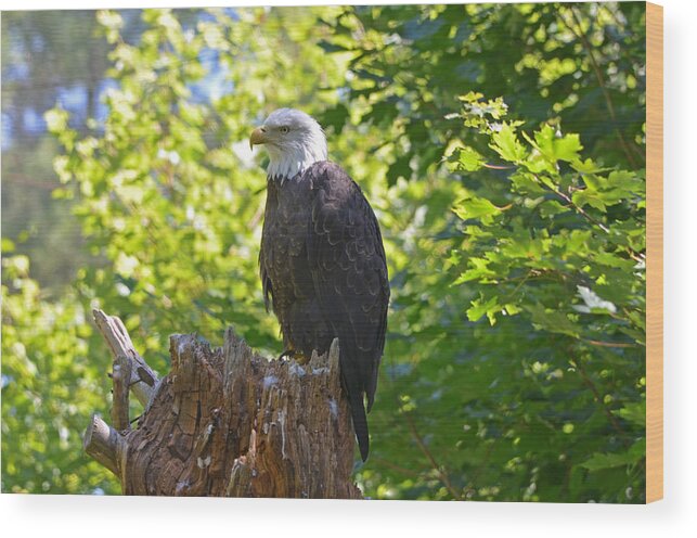 Bald Eagle Wood Print featuring the photograph Stumped by David Porteus