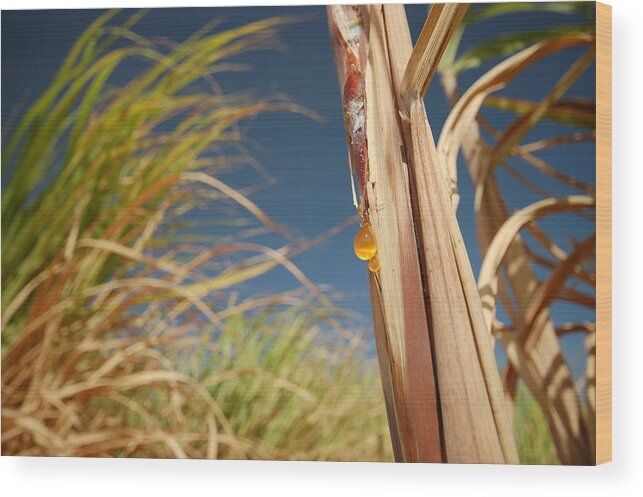 Clear Sky Wood Print featuring the photograph Sugar cane fields in Egypt by Tom Allen