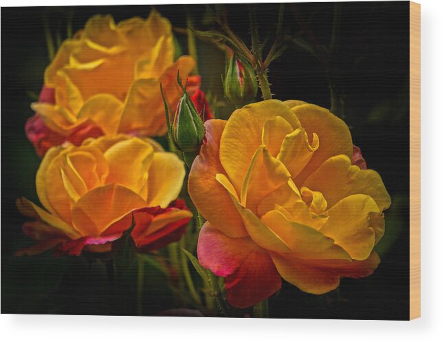 Climbing Rose Wood Print featuring the photograph Summer Beauty by Ronda Broatch