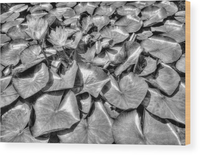 Black And White Wood Print featuring the photograph Summer Garden by Dawn J Benko