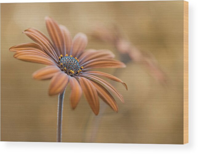 Osteospermum Wood Print featuring the photograph Summer Glow by Mandy Disher