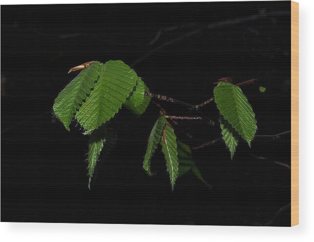 Leaves Photographs Wood Print featuring the photograph Summer Leaves on Black by Phyllis Meinke