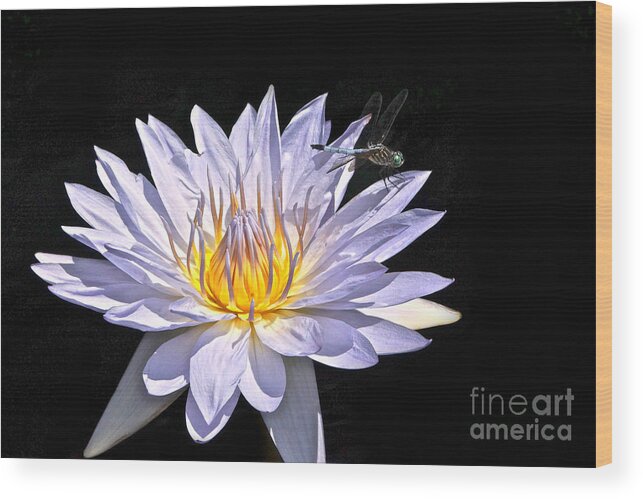 Lavender Tropical Waterlily And Blue Dasher Dragonfly Isolated Wood Print featuring the photograph Summer Magic -- Dragonfly On Waterlily On Black by Byron Varvarigos
