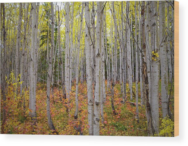 Alaska Wood Print featuring the photograph Summer Retreat by Scott Slone