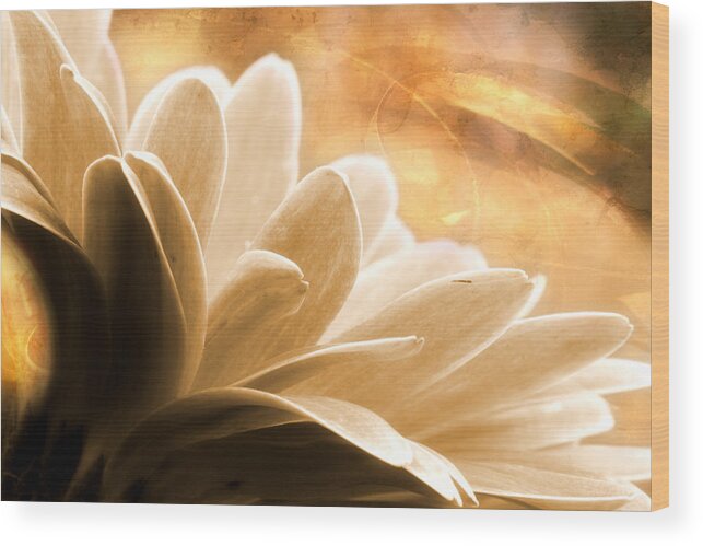 Gerbera Daisy Wood Print featuring the photograph Summer Song by Michael Eingle