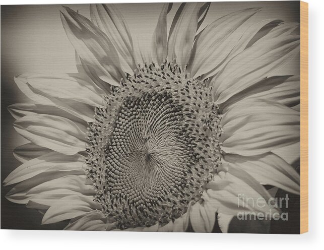 Sunflower Wood Print featuring the photograph Summer Sunflower by Wilma Birdwell