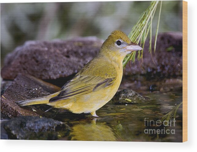 Summer Tanager Wood Print featuring the photograph Summer Tanager Female In Water by Anthony Mercieca