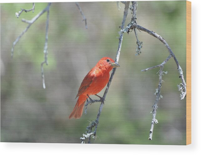 Red Wood Print featuring the photograph Summer Tanager by Frank Madia