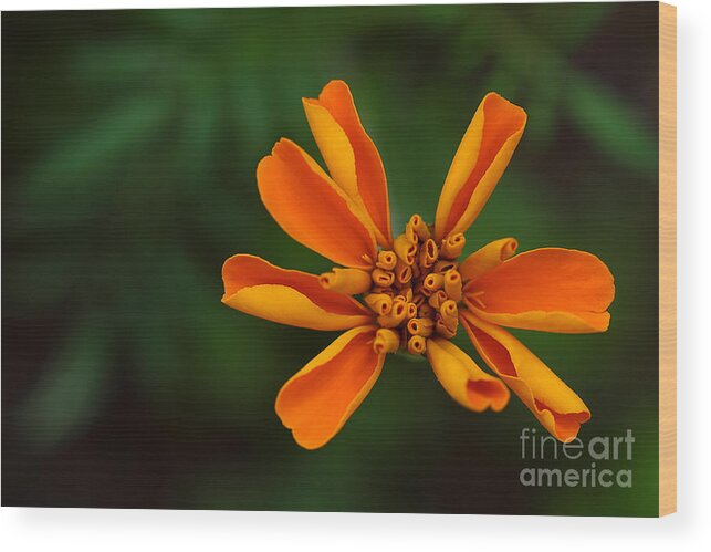 Marigold Wood Print featuring the photograph Summer's Unfolding by Michael Eingle