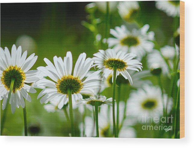 Maine Nature Photographers Wood Print featuring the photograph Summer Time Daisys by Alana Ranney