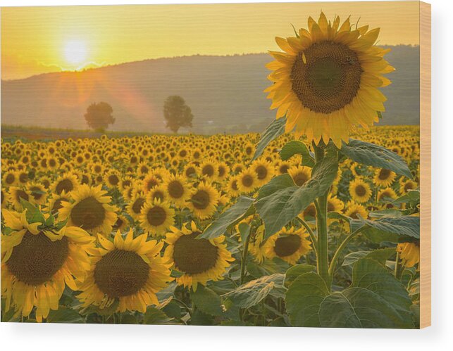 Sun Wood Print featuring the photograph Sun and Sunflowers by Mark Rogers