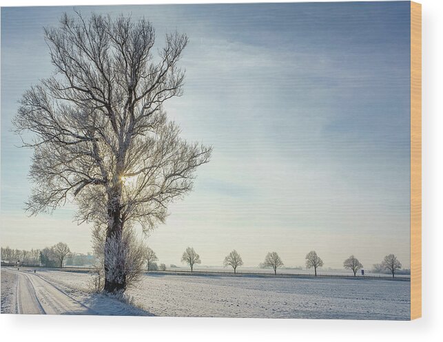 Tranquility Wood Print featuring the photograph Sun Behind A Tree On Snow Covered Fields by Fredrik Nilsson