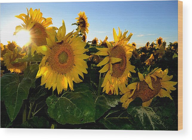 Sunflower Wood Print featuring the photograph Sun Flowers and Pollen WCAE2 by Lyle Crump