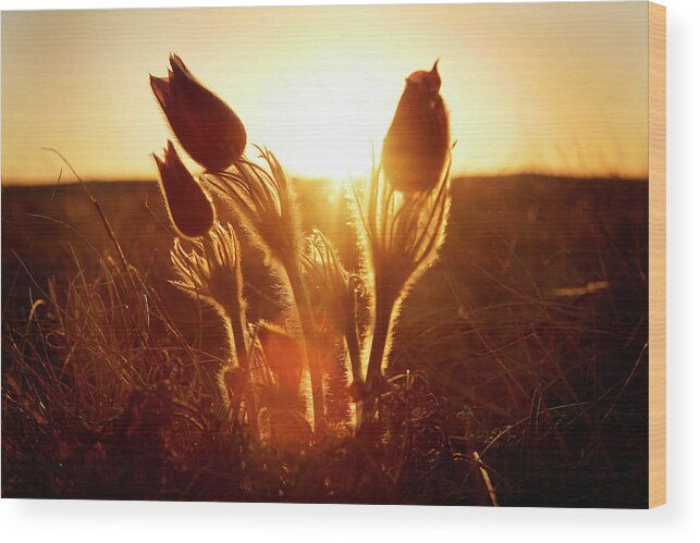 Alberta Wood Print featuring the photograph Sun Sets On A Prairie Crocus Anemone by Todd Korol