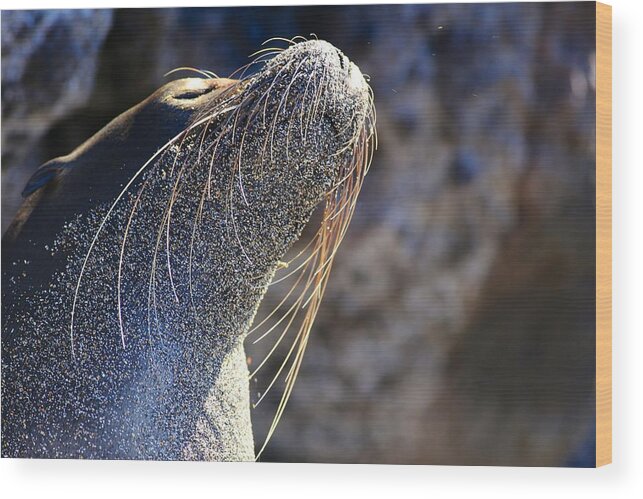 Galapagos Wood Print featuring the photograph Sunbathing Galapagos Sea Lion by Allan Morrison