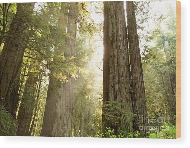 Beve Brown-clark Wood Print featuring the photograph Sunbeams by Beve Brown-Clark Photography