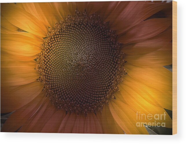 Flowers Wood Print featuring the photograph Sunblast by Marco Crupi