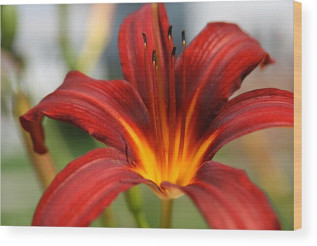 Lilies Wood Print featuring the photograph Sunburst Lily by Neal Eslinger