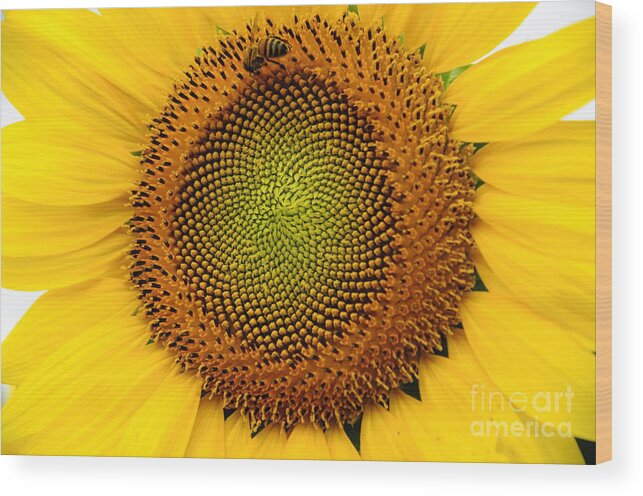 Sunflower Wood Print featuring the photograph Sunflower # 2 by Debra Fedchin