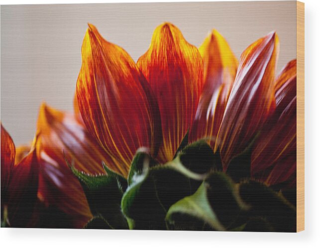 Flower Wood Print featuring the photograph Sunflower 4 by Carole Hinding