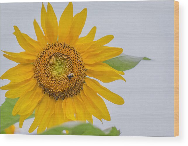 Sunflower Wood Print featuring the photograph Sunflower and Bee by Amber Flowers