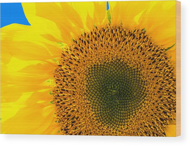 Sunflower Wood Print featuring the photograph Sunflower by Andreas Berthold