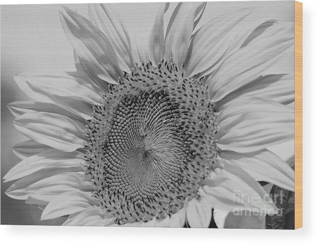 Sunflowers Wood Print featuring the photograph Sunflower Black and White by Wilma Birdwell