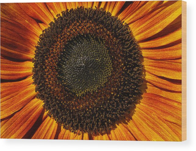 Sunflower Wood Print featuring the photograph Sunflower Bloom by Luke Moore