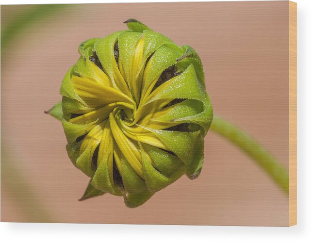 Helianthus Annuus Wood Print featuring the photograph Sunflower Bud Opening by Steven Schwartzman