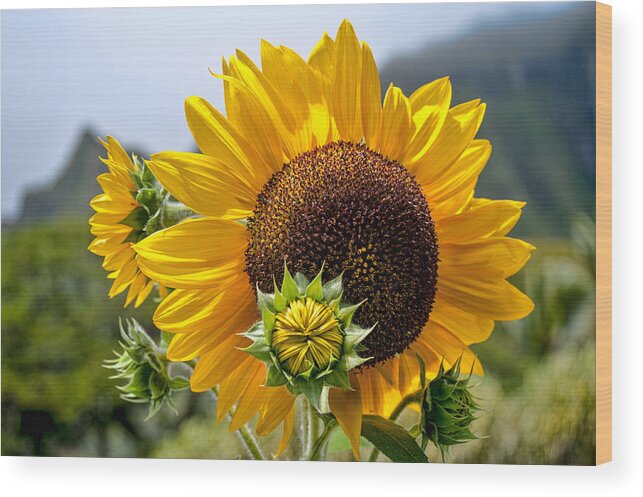 Hawaii Wood Print featuring the photograph Sunflower by Dan McManus