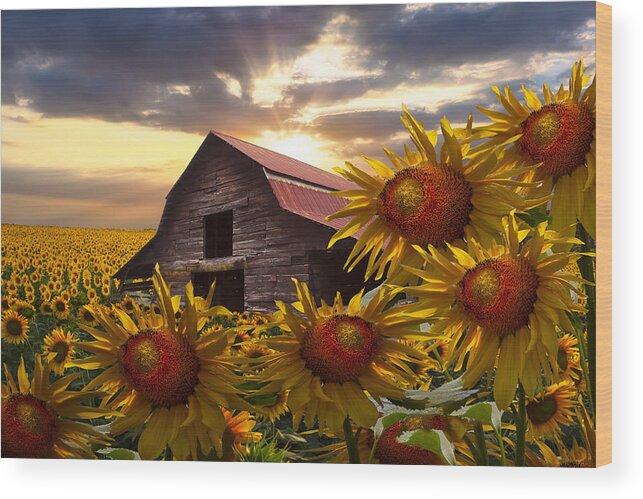 Barn Wood Print featuring the photograph Sunflower Dance by Debra and Dave Vanderlaan