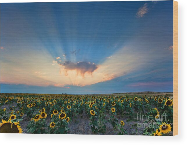 Flowers Wood Print featuring the photograph Sunflower Field at Sunset by Jim Garrison