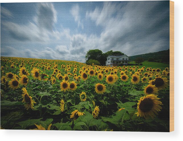 Sunflower Field Wood Print featuring the photograph Sunflower field by Crystal Wightman