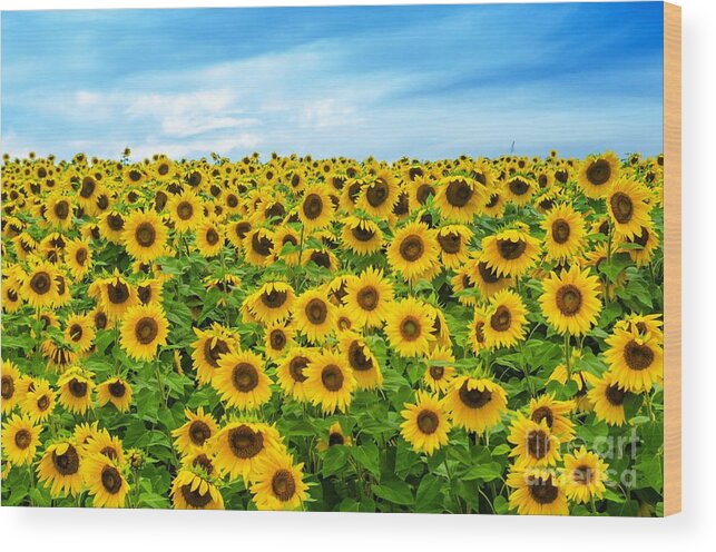 Sunflowers Wood Print featuring the photograph Sunflower field by Mike Ste Marie