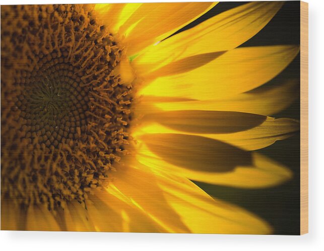 Sunflower Wood Print featuring the photograph Sunflower by Mark Alder