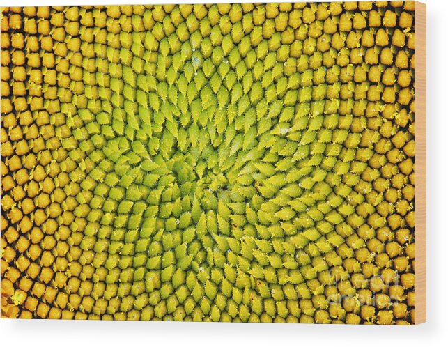 Sunflower Wood Print featuring the photograph Sunflower middle by Tim Gainey