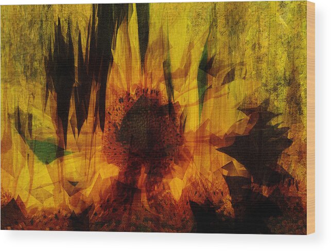 Sunflower - Nigel Watts Wood Print featuring the photograph Sunflower by Nigel Watts