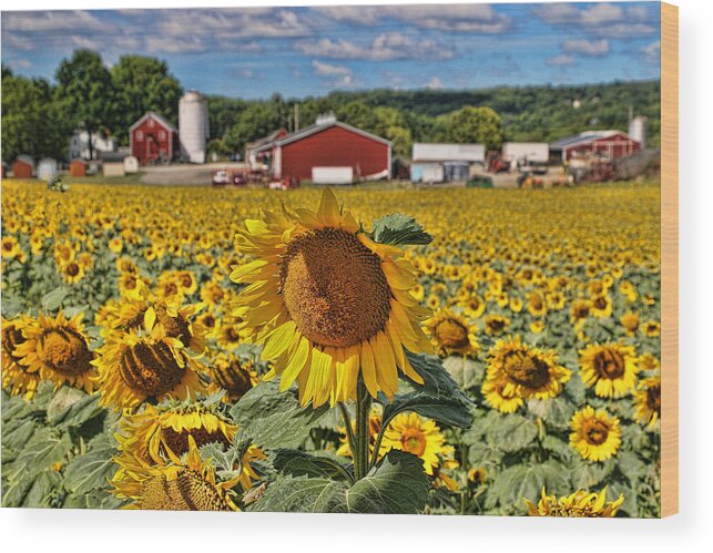 Yellow Wood Print featuring the photograph Sunflower Nirvana 21 by Allen Beatty