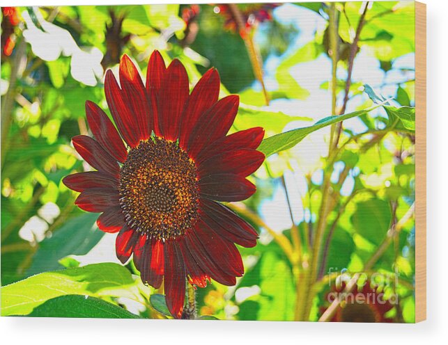 Quincy Illinois Wood Print featuring the photograph Sunflower - Red Blazer - Luther Fine Art by Luther Fine Art