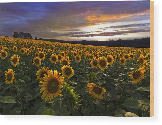 Austria Wood Print featuring the photograph Sunflower Sunset by Debra and Dave Vanderlaan