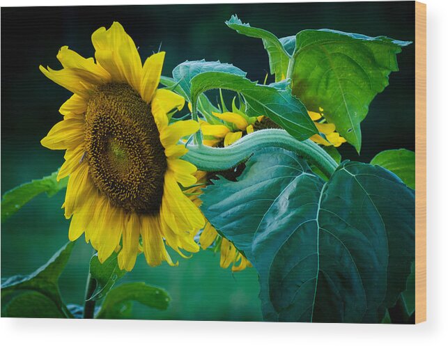 Sunflower Wood Print featuring the photograph Sunflower by Wayne Meyer