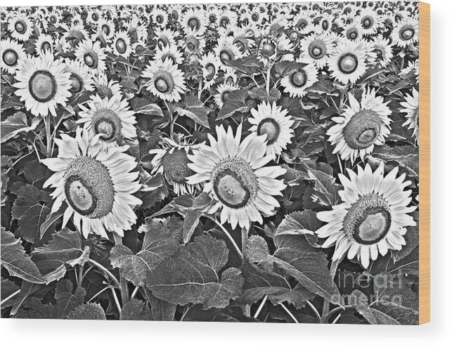 Sunflower Wood Print featuring the photograph Sunflowers by Elena Nosyreva