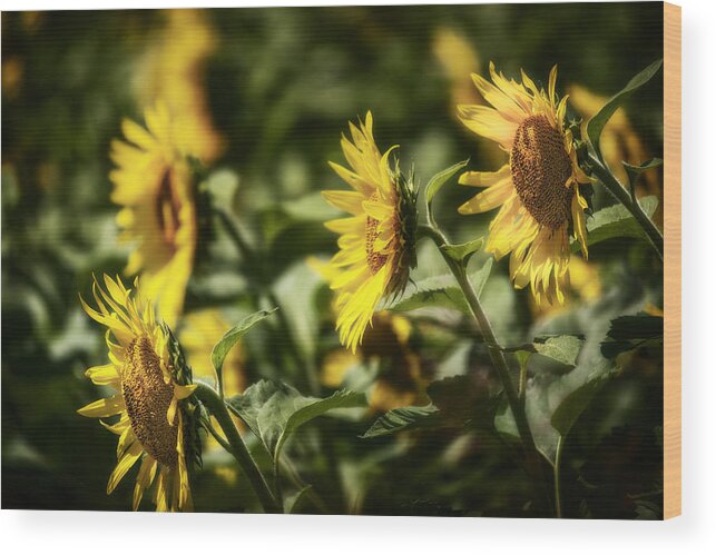Sunflower Wood Print featuring the photograph Sunflowers In The Wind by Steven Sparks