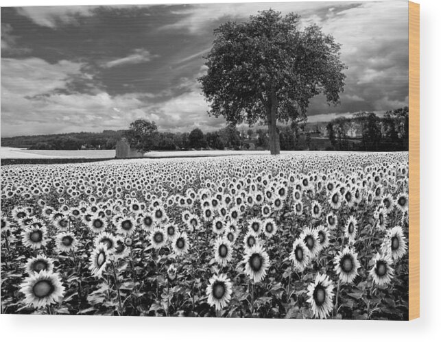 American Wood Print featuring the photograph Sunflowers in Black and White by Debra and Dave Vanderlaan