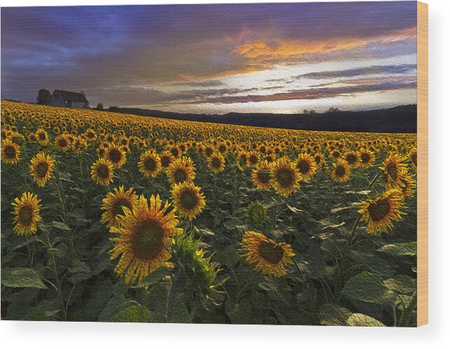 Appalachia Wood Print featuring the photograph Sunflowers Oil Painting by Debra and Dave Vanderlaan