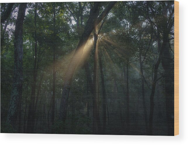 Morning Light In The Fog And Trees Wood Print featuring the photograph Sunlight in fog and trees by David Dedman