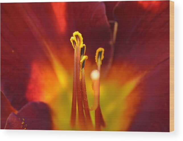 Lily Wood Print featuring the photograph Sunlit Lily by David Porteus