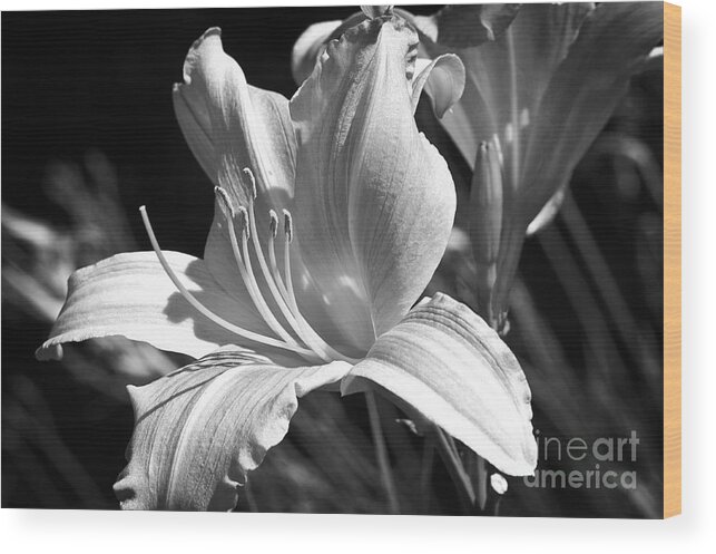 Lee Craig Wood Print featuring the photograph Sunlit Lily in Black and White by Lee Craig