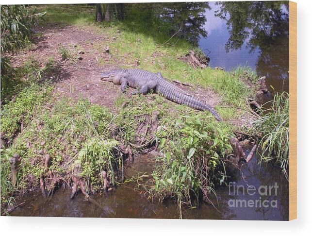 Sunning Wood Print featuring the photograph Sunny Gator by Joseph Baril